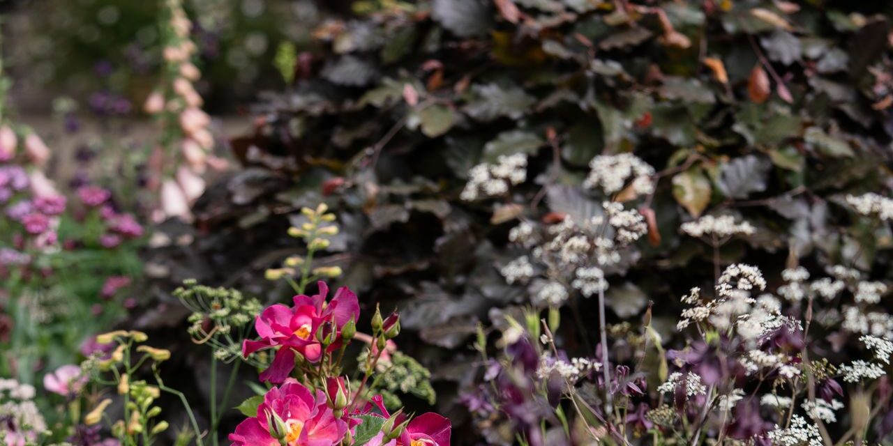 Les plantes qui ont volé le spectacle au Chelsea Flower Show de cette année