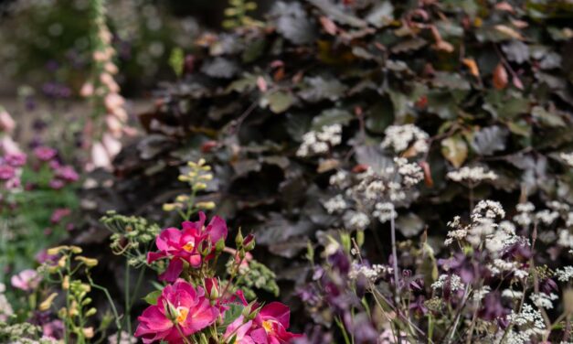 Les plantes qui ont volé le spectacle au Chelsea Flower Show de cette année