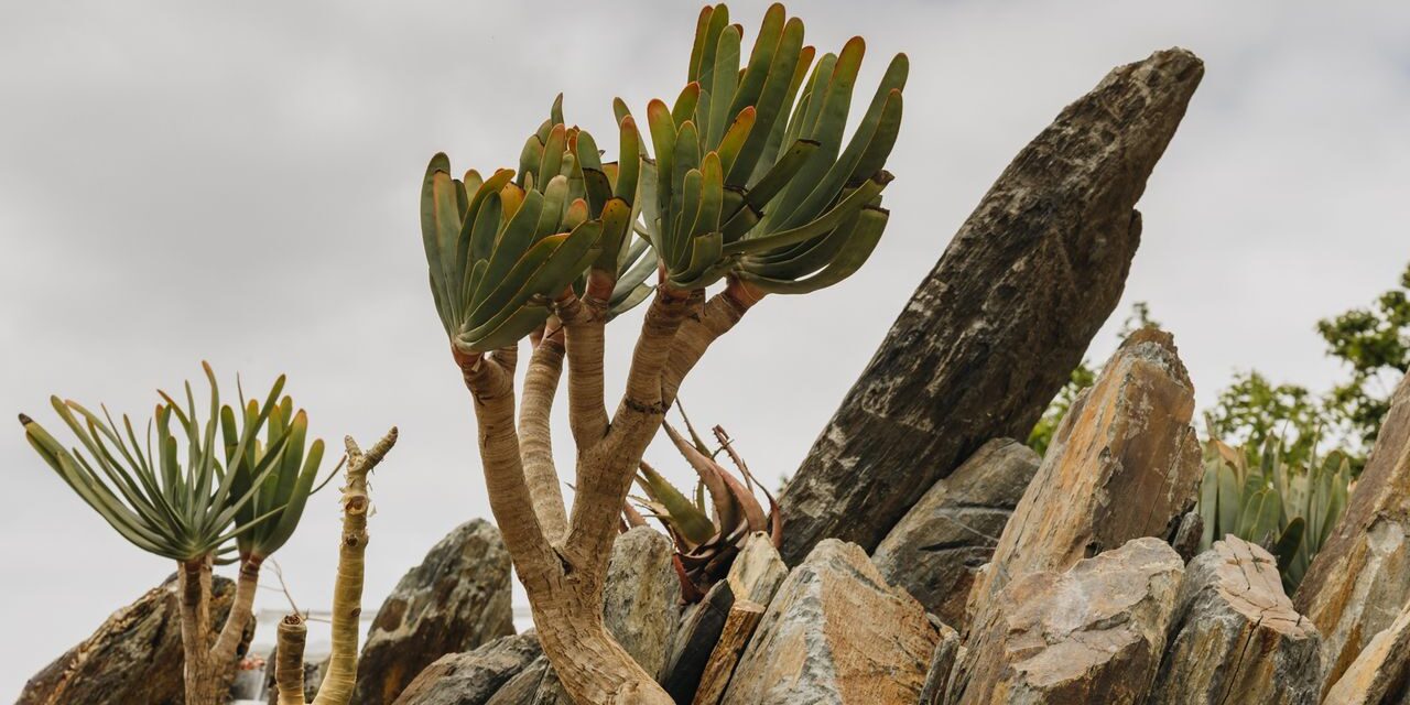 Le jardin «Karoo» tolérant à la sécheresse du Newt au Chelsea Flower Show vous transporte en Afrique du Sud