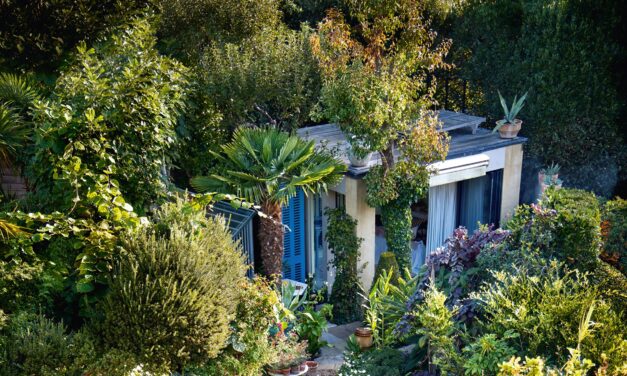 Un jardin de Clapham où chaque pouce est rempli de plantation luxuriante