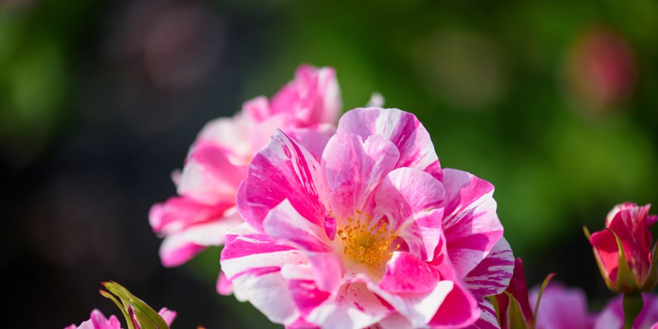 David Austin Roses dévoile «  The King&rsquo;s Rose  » au Chelsea Flower Show – sa toute première rose rayée