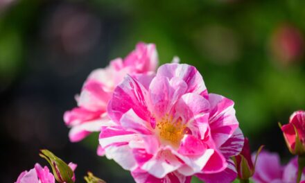 David Austin Roses dévoile «  The King&rsquo;s Rose  » au Chelsea Flower Show – sa toute première rose rayée