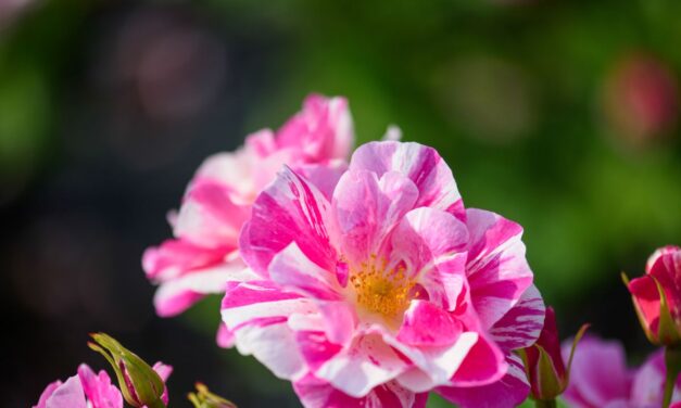 David Austin Roses dévoile «  The King&rsquo;s Rose  » au Chelsea Flower Show – sa toute première rose rayée