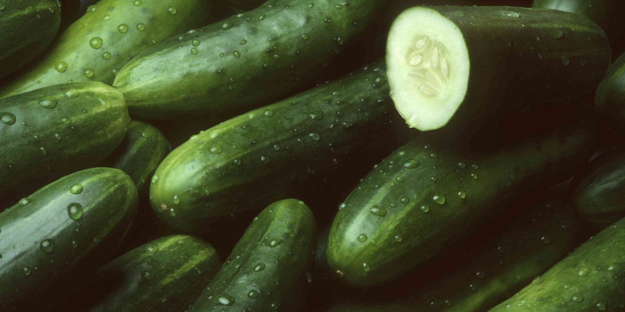 Les concombres se sont rappelés à l&rsquo;échelle nationale alors que l&rsquo;épidémie de Salmonella maladice des dizaines – que savoir