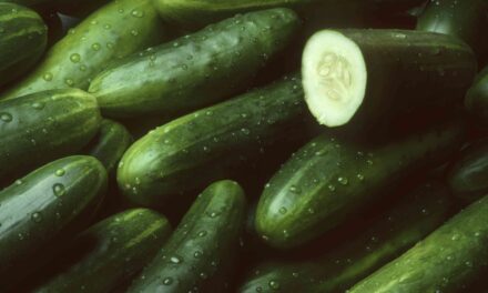 Les concombres se sont rappelés à l&rsquo;échelle nationale alors que l&rsquo;épidémie de Salmonella maladice des dizaines – que savoir