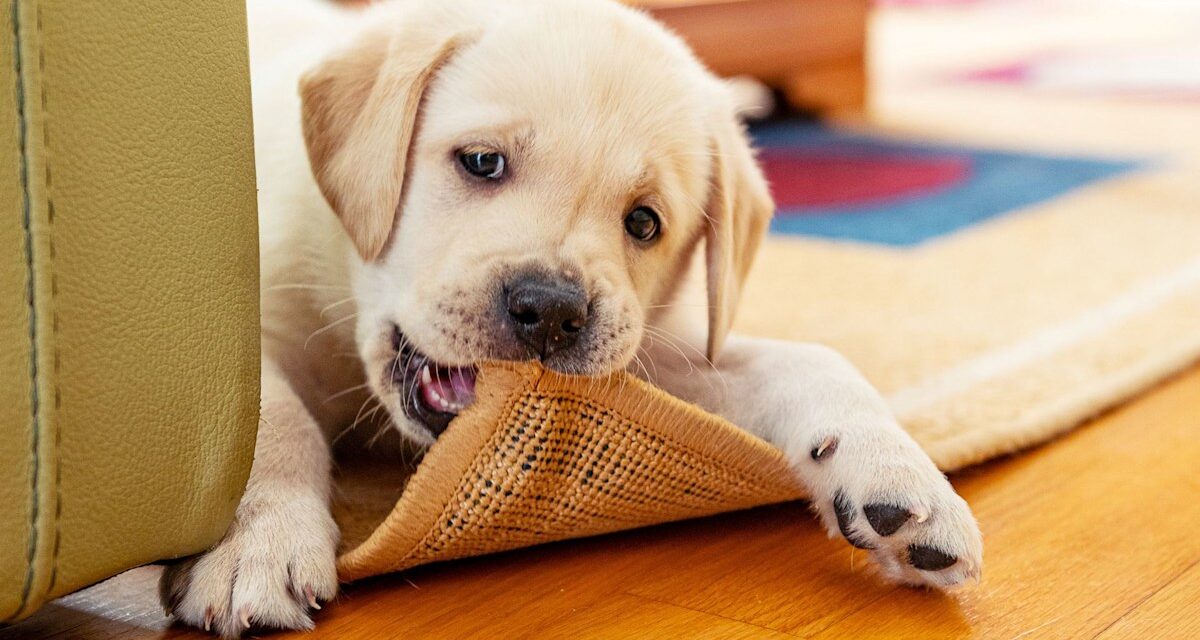 Les experts révèlent comment arrêter votre chien mordant – des étapes des chiots à l&rsquo;âge adulte