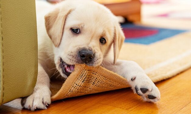 Les experts révèlent comment arrêter votre chien mordant – des étapes des chiots à l&rsquo;âge adulte