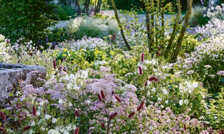 Un schéma de frontières de jardin romantique pour le début de l&rsquo;été en utilisant seulement cinq plantes