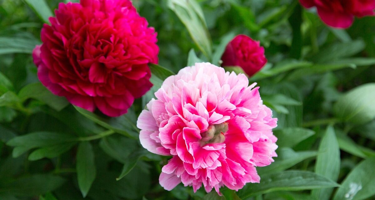 8 fleurs rétro à cultiver maintenant pour vous rappeler votre enfance