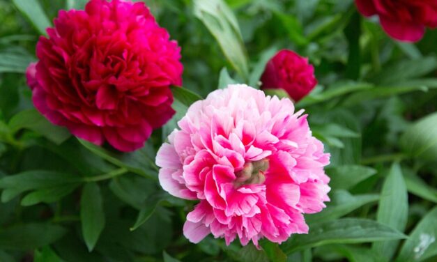 8 fleurs rétro à cultiver maintenant pour vous rappeler votre enfance