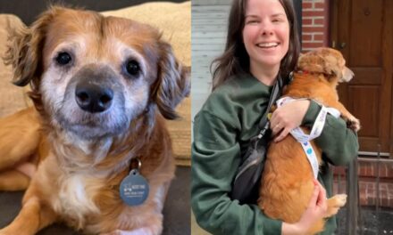 La célébrité sur Internet Tiki célèbre a été adoptée – mais ce n&rsquo;est pas la seule bonne nouvelle à partager