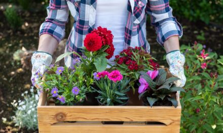 Les experts du jardinage révèlent que juillet est la «dernière chance» pour ces plantes – et les erreurs «nuisibles» que vous faites