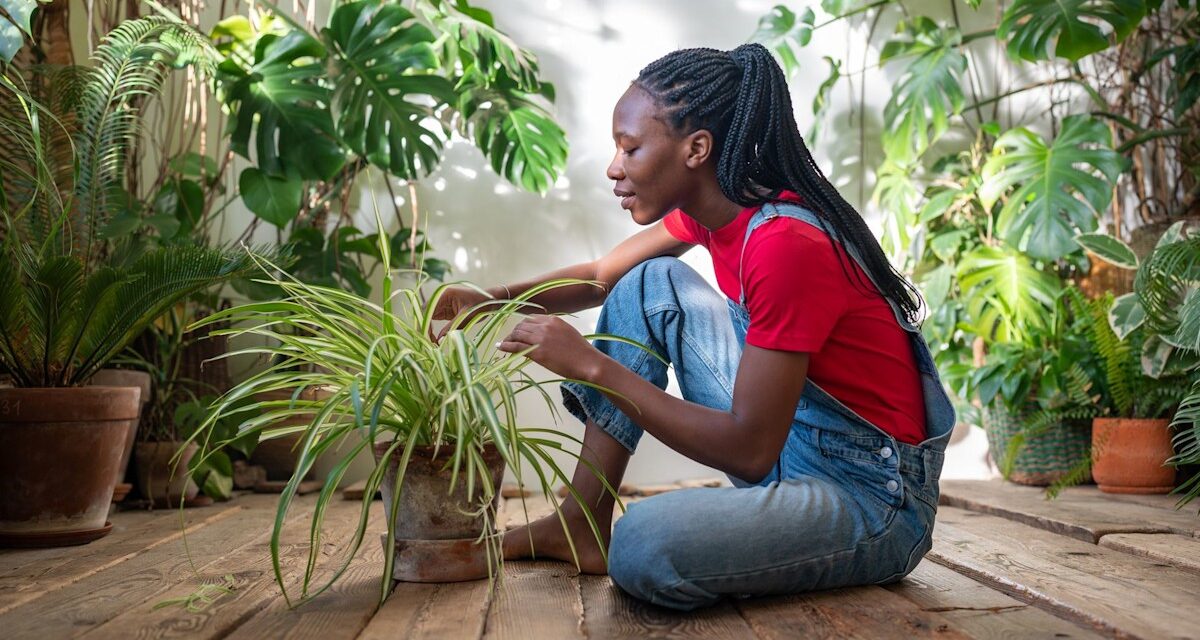 Le guide ultime de l&rsquo;usine d&rsquo;araignée pour les débutants – aucune expérience de jardinage nécessaire