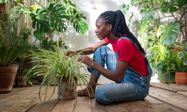 Le guide ultime de l&rsquo;usine d&rsquo;araignée pour les débutants – aucune expérience de jardinage nécessaire