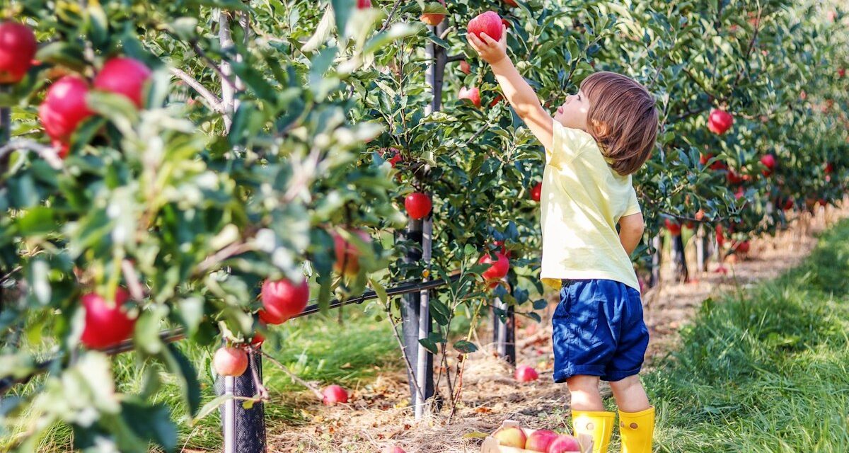 Les meilleures fermes de fruits à pick-your à 1 heure de London Crumble-Lovers doivent visiter dès que possible