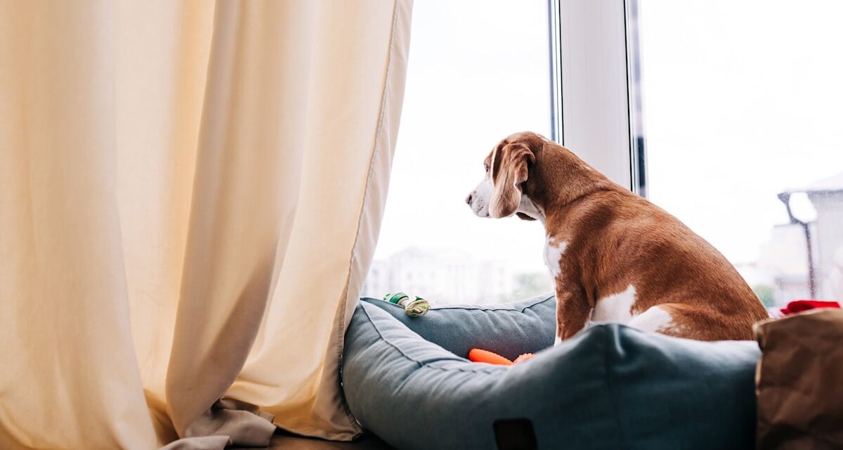 Quitter votre chien pour des vacances? Les experts pour animaux de compagnie offrent 5 conseils pour éviter «l&rsquo;anxiété de séparation» – et l’emprisonnement