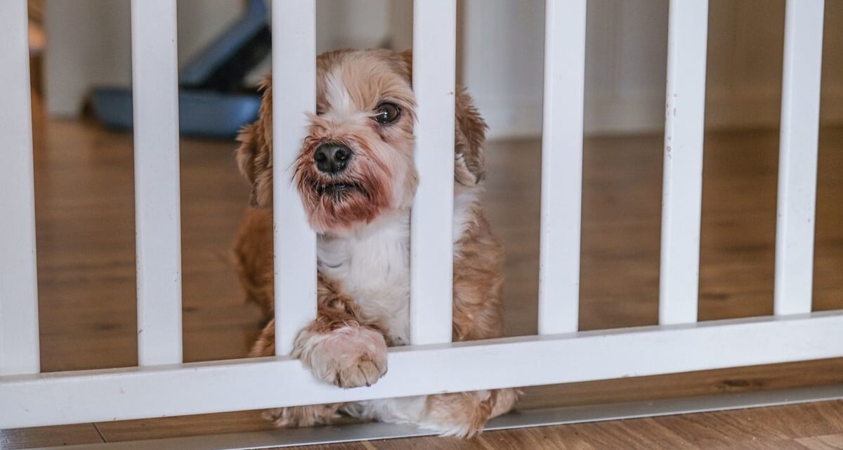 7 façons dont les locataires peuvent sauter les chiens de leur maison, selon les experts