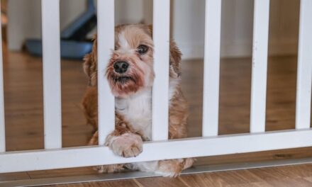 7 façons dont les locataires peuvent sauter les chiens de leur maison, selon les experts