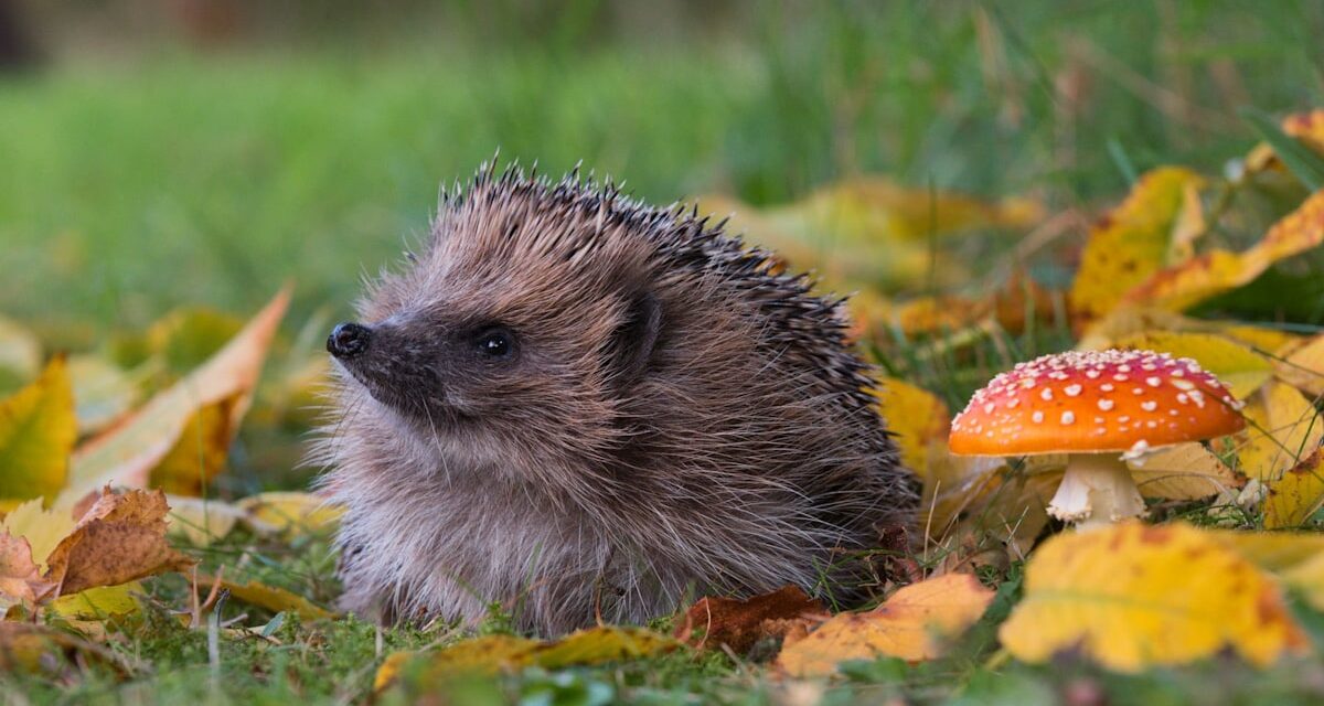 Les experts exhortent les jardiniers à faire cette seule chose pour aider les hérissons avant l&rsquo;automne
