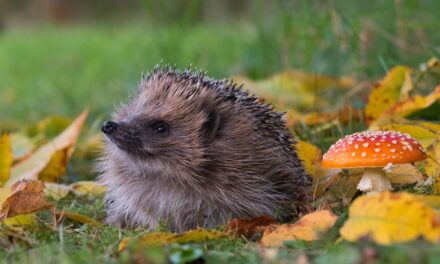Les experts exhortent les jardiniers à faire cette seule chose pour aider les hérissons avant l&rsquo;automne
