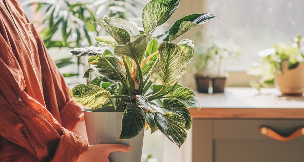 Les vraies raisons pour lesquelles vos feuilles de plante d&rsquo;intérieur deviennent jaunes