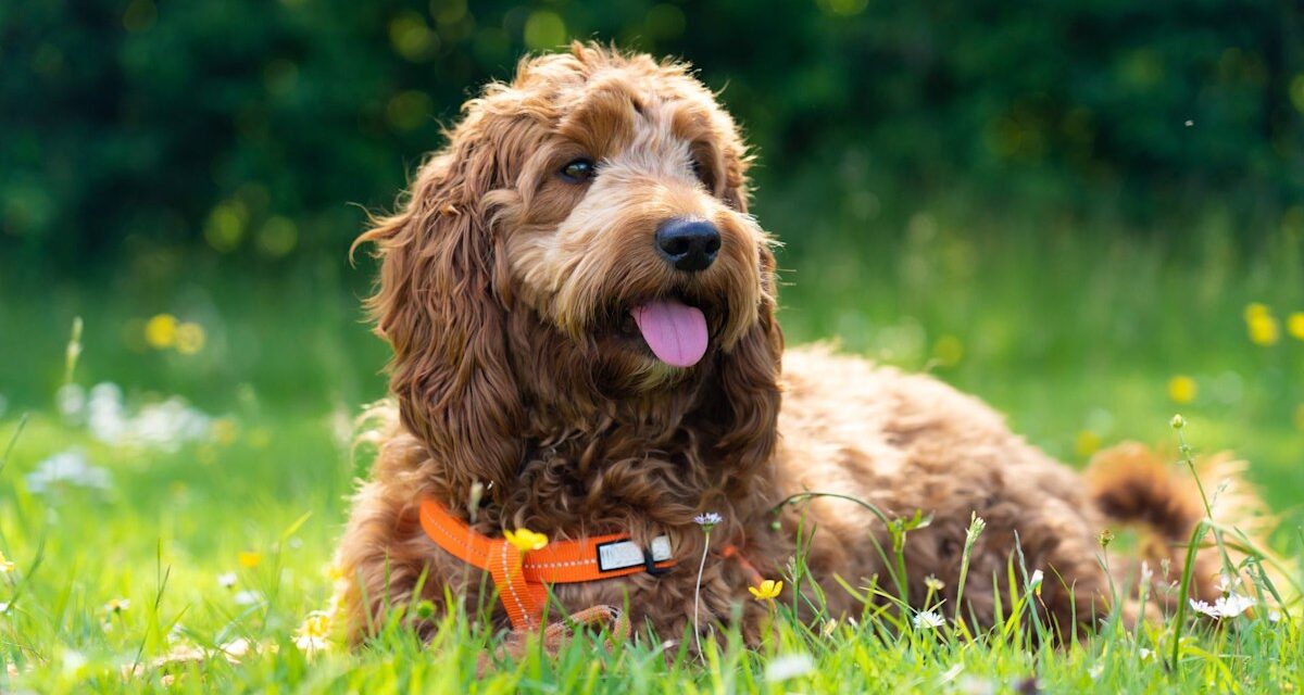 Des races de chiens sujets à la prise de poids – et comment lutter contre l&rsquo;obésité sans «dogzempic»