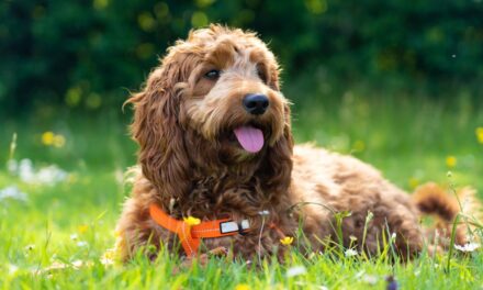 Des races de chiens sujets à la prise de poids – et comment lutter contre l&rsquo;obésité sans «dogzempic»