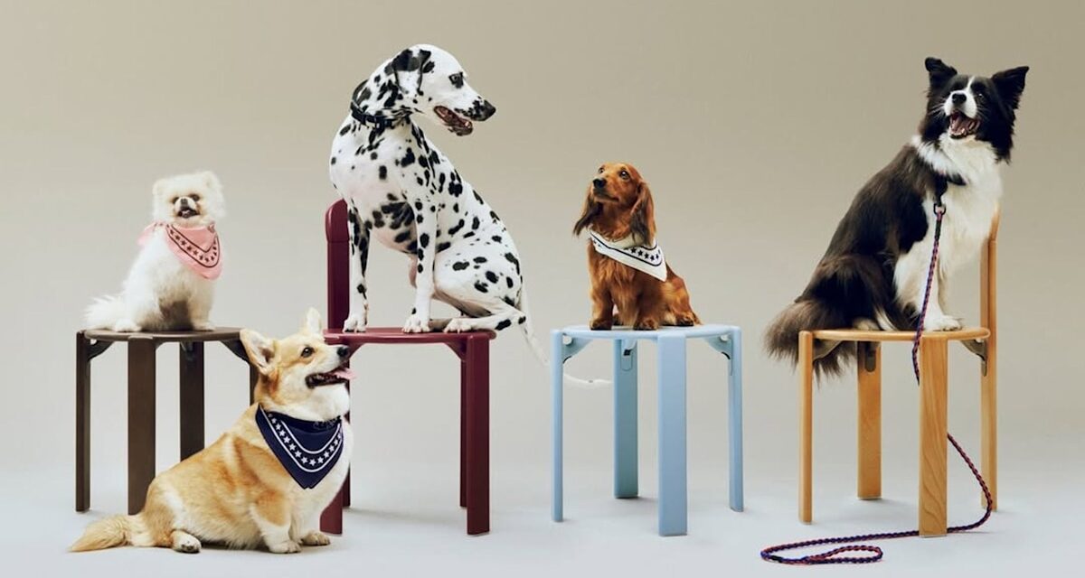 Guide cadeau: cadeaux de luxe pour animaux de compagnie 2025