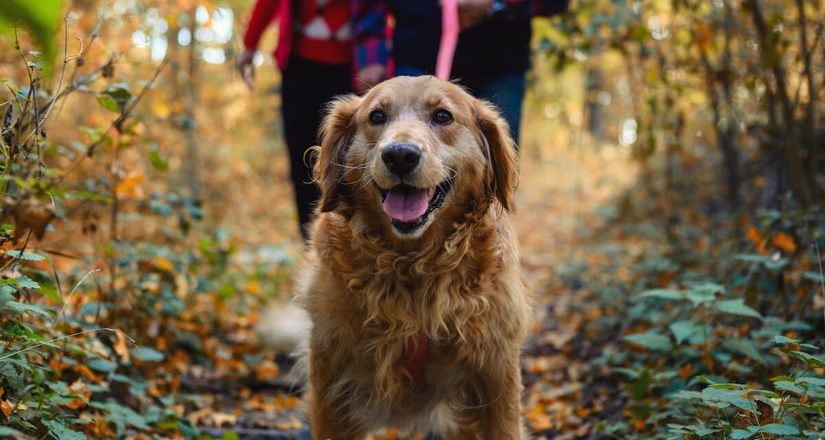 Le Dr Suzanne Moyes partage comment garder votre chien à l&rsquo;abri des arbres «toxiques» lors des promenades d&rsquo;automne
