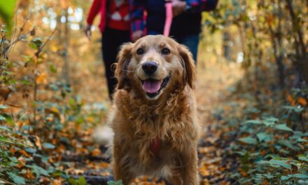 Le Dr Suzanne Moyes partage comment garder votre chien à l&rsquo;abri des arbres «toxiques» lors des promenades d&rsquo;automne