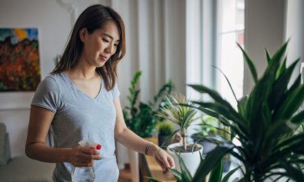 Comment garder vos plantes d&rsquo;intérieur en vie en automne et en hiver – quand ils sont en «phase dormante»