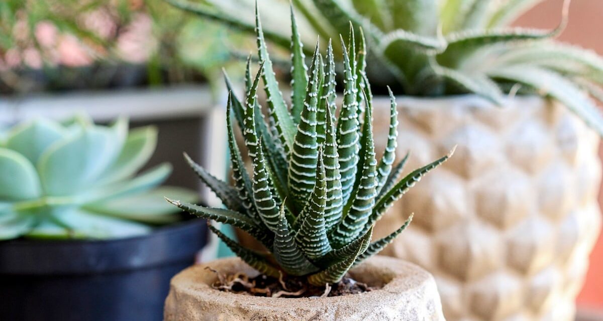 Pourquoi le zèbre succulent est la plante d&rsquo;intérieur la plus robuste et la plus jolie