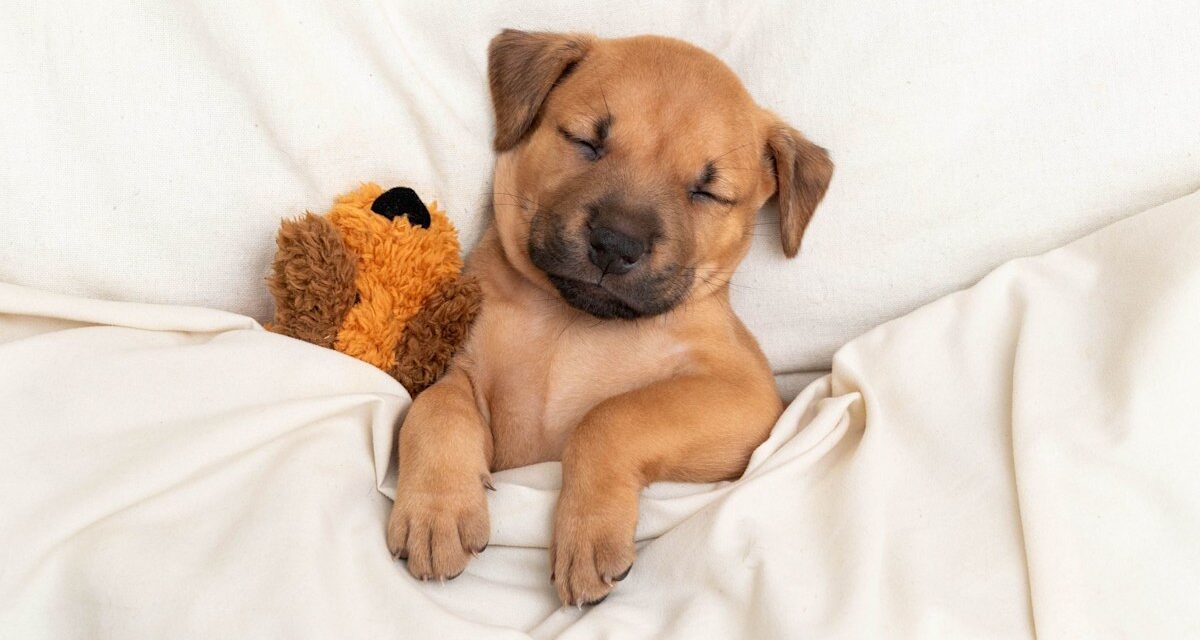 Voici comment garder vos chiens au chaud cet hiver, selon les experts