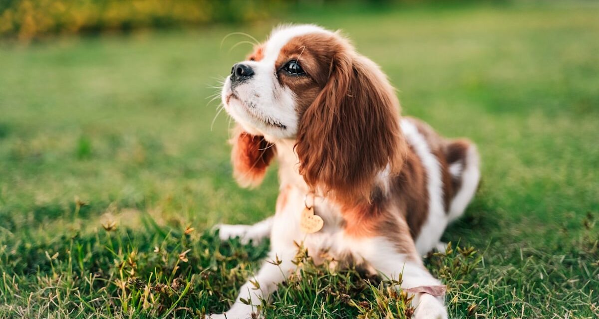 7 races de chiens qui font des compagnons parfaits pour les retraités selon les experts