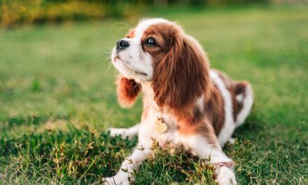 7 races de chiens qui font des compagnons parfaits pour les retraités selon les experts