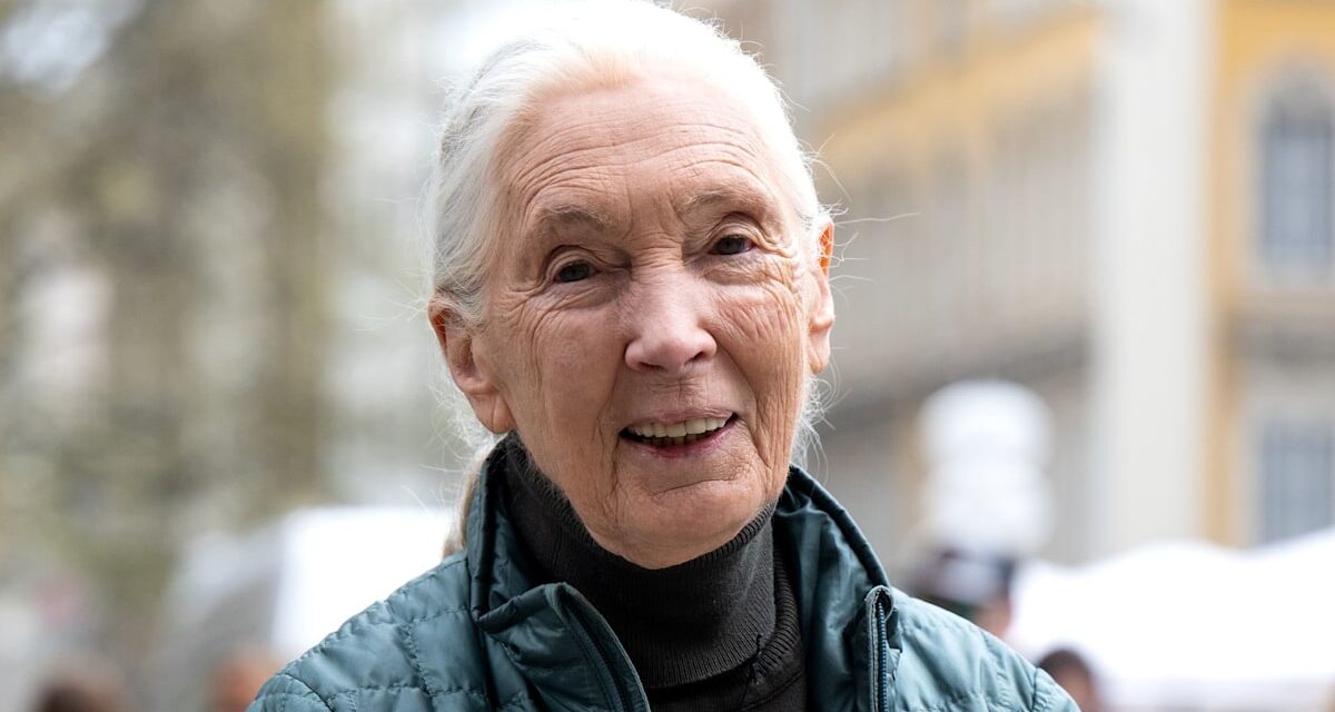 La cause du décès de Jane Goodall confirmée après son décès à l&rsquo;âge de 91 ans
