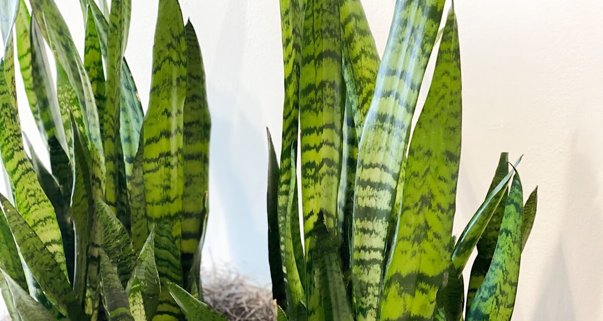 Plante serpent : la plante d&rsquo;intérieur indestructible dont vous avez besoin chez vous