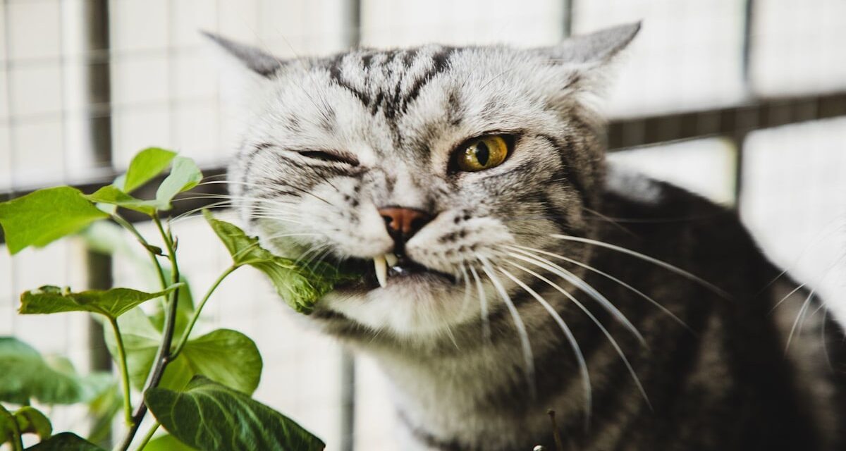 7 plantes d&rsquo;intérieur adaptées aux chats qui ne causeront pas de dommages toxiques à vos animaux de compagnie