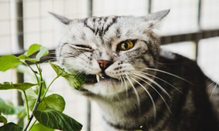 7 plantes d&rsquo;intérieur adaptées aux chats qui ne causeront pas de dommages toxiques à vos animaux de compagnie