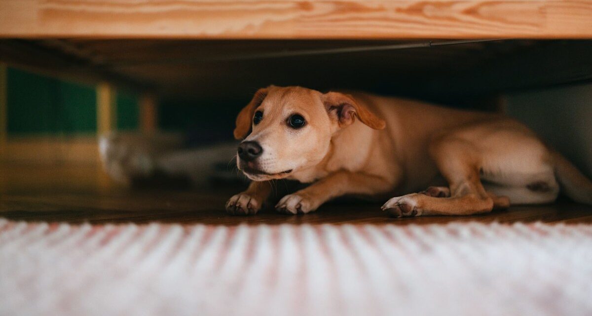 7 conseils pour garder vos chiens et chats calmes pendant la saison des feux d&rsquo;artifice