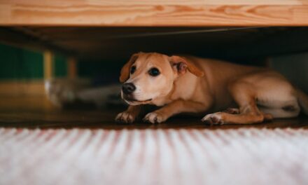 7 conseils pour garder vos chiens et chats calmes pendant la saison des feux d&rsquo;artifice