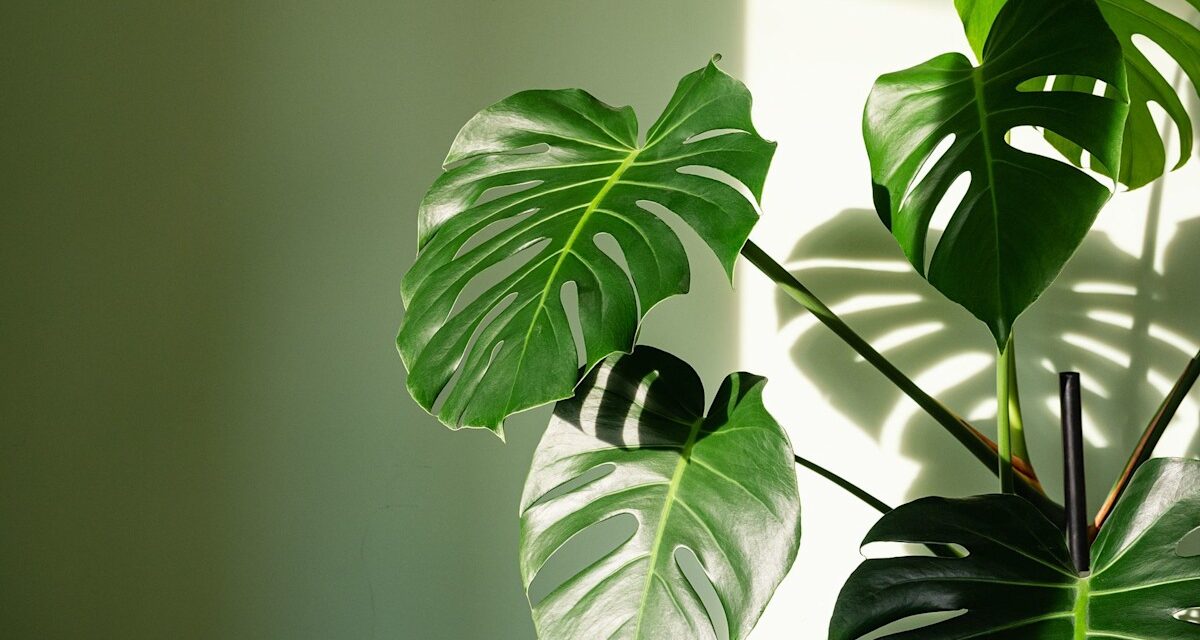 Guide des plantes d&rsquo;intérieur Monstera : comment prendre soin de votre fromagerie « indulgente »