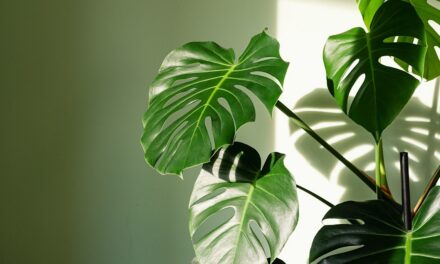 Guide des plantes d&rsquo;intérieur Monstera : comment prendre soin de votre fromagerie « indulgente »
