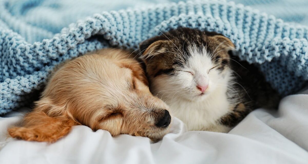 7 races de chiens qui s&rsquo;entendent bien avec les chats pour que vos animaux vivent en harmonie