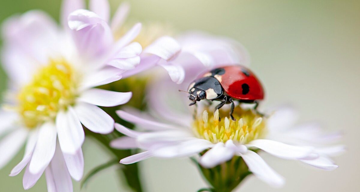 Pourquoi les coccinelles sont-elles partout en ce moment ? Comment arrêter l&rsquo;essaim saisonnier dans votre maison