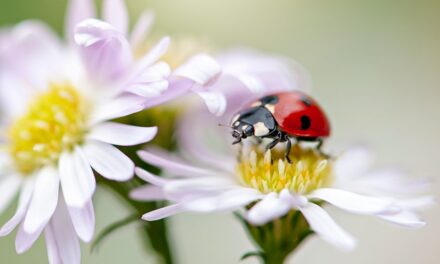 Pourquoi les coccinelles sont-elles partout en ce moment ? Comment arrêter l&rsquo;essaim saisonnier dans votre maison