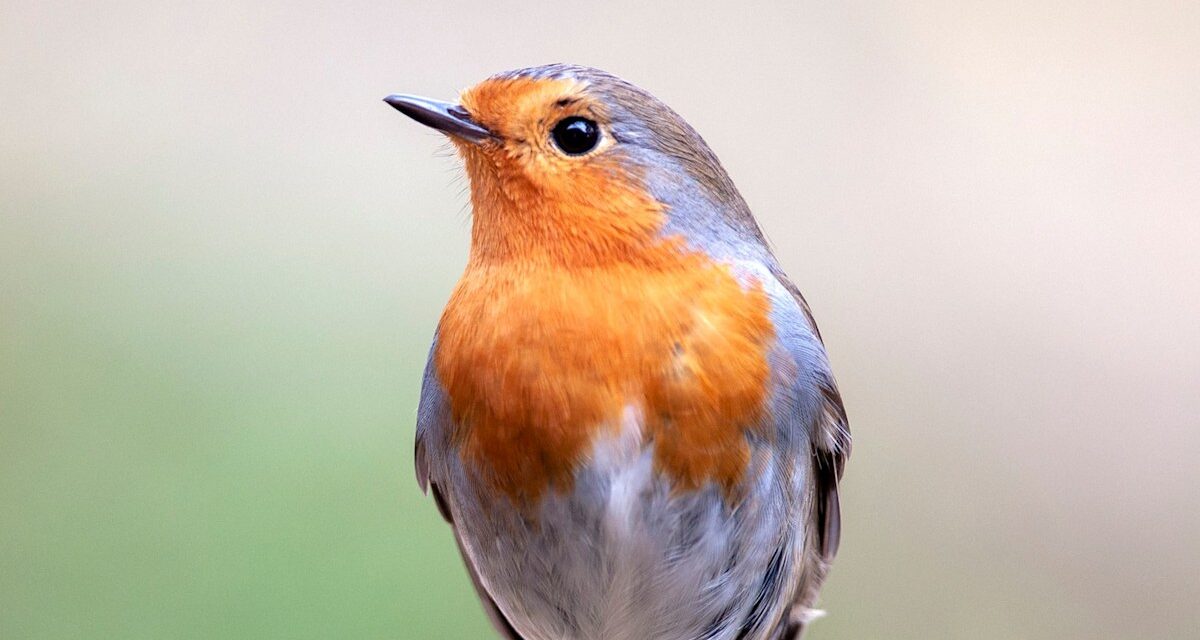 Que nourrir les merles en hiver – et les aliments dangereux à éviter