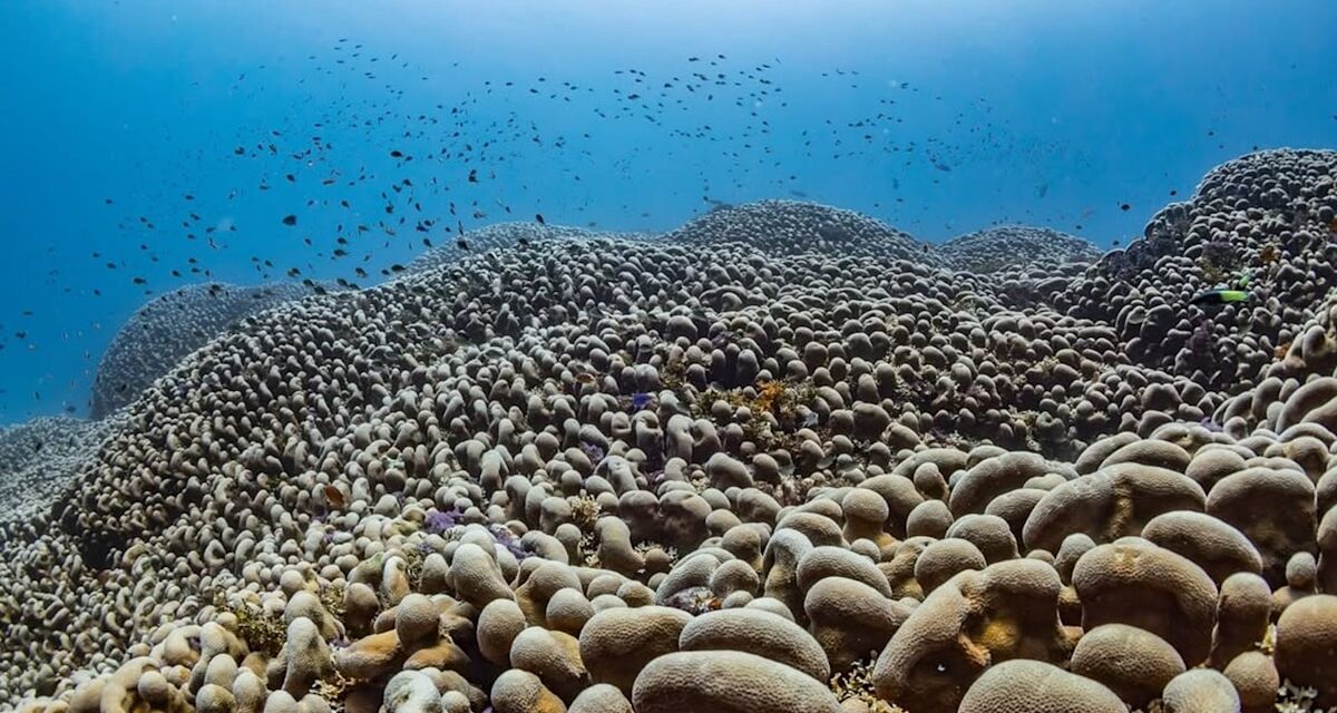 Le plus grand corail du monde découvert dans le Pacifique – plus gros qu&rsquo;une baleine bleue et vieux de plusieurs siècles