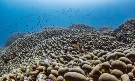Le plus grand corail du monde découvert dans le Pacifique – plus gros qu&rsquo;une baleine bleue et vieux de plusieurs siècles