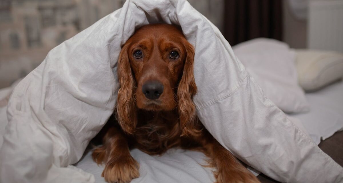 Votre chien doit-il dormir dans votre lit ? Les experts règlent le débat une fois pour toutes